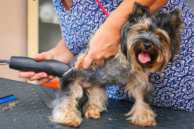 Dog Groomer Dog Groomer