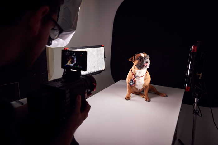 Dog photographer and dog