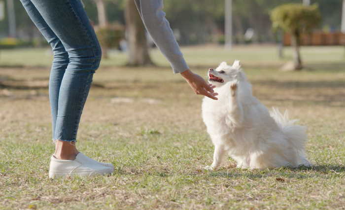 Dog Trainer