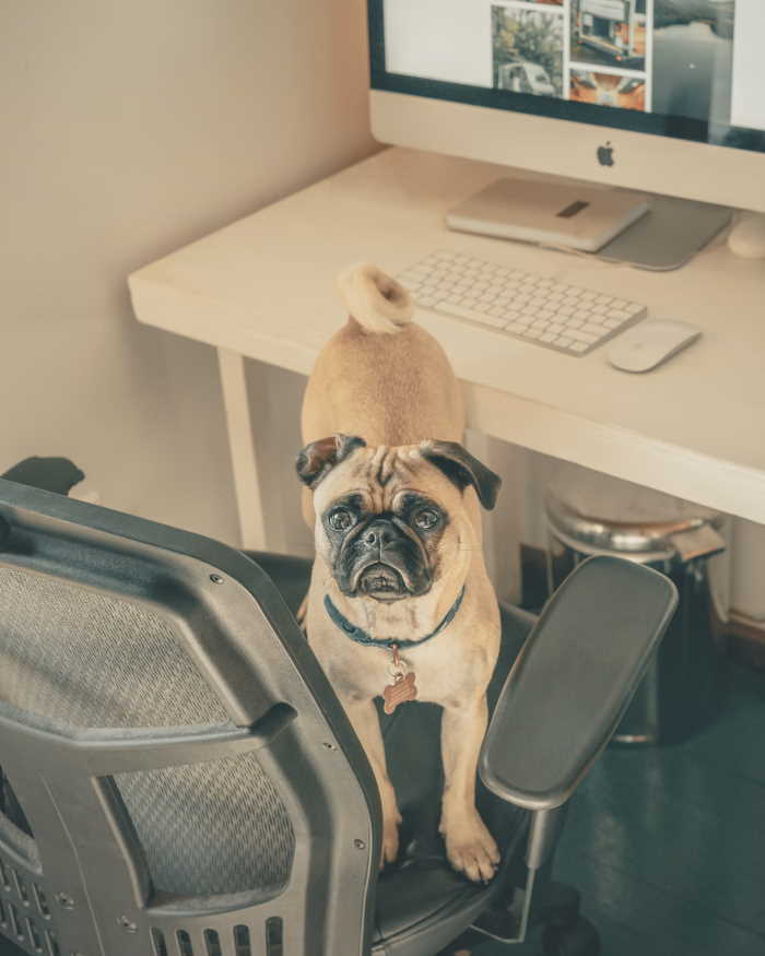 Keeping Your Small Dog Entertained While You Work:  A small pug is standing on an office chair in front of a desk.