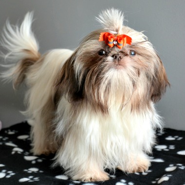 27 of the World's Most Amazing Fluffy Small Breed Dogs