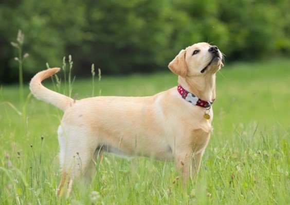 Yellow Labrador Retriever standing in the Grass