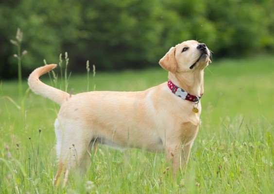 Labrador Retriever Yellow Labrador Retriever standing in the Grass