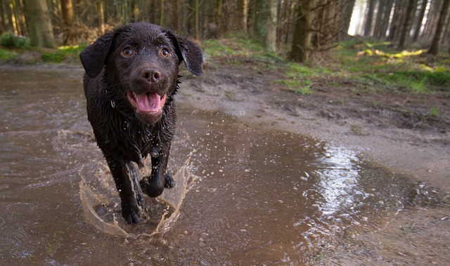 A Chocolate Labrador Retriever is running through a shallow body of water
