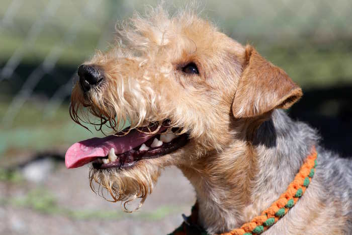 A closeup of the head of a lakeland terrier