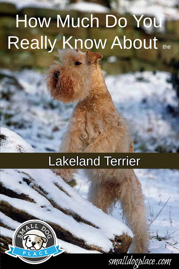 The Lakeland Terrier Dog Breed Profile, Pin Image