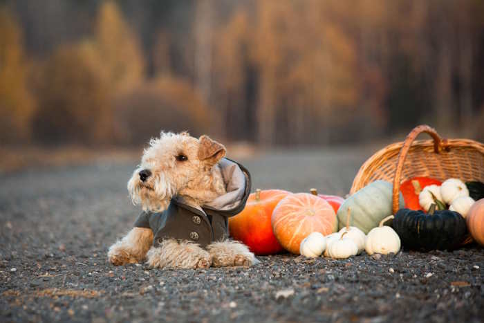 A Lakeland Terrier sitting with an assortment of pumpkins and gords