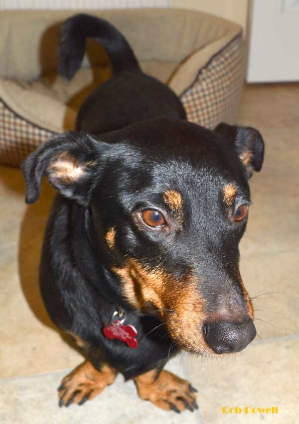 A young black and tan Lancashire Terrier is standing and facing the camera.