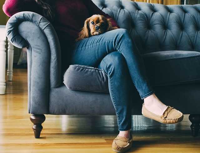 A small Cavalier King Charles Spaniel is snuggled on a woman's lap