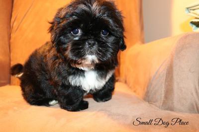 Imperial Shih Tzu (Photo added by Small Dog Place)