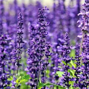 Lavender plants