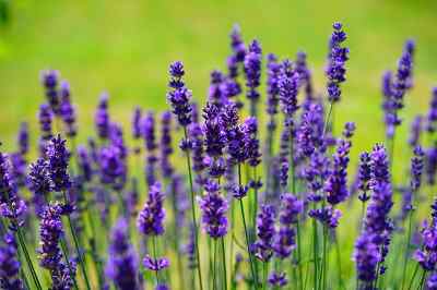 Lavender Oil for Dogs Lavender Oil