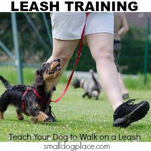 Teach Your Dog to Walk on a Leash