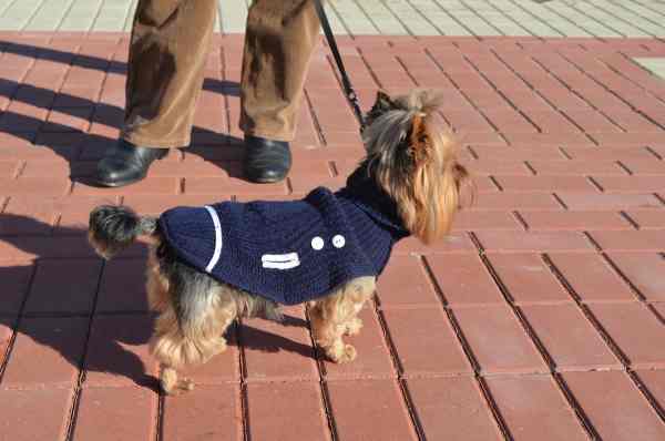 leash-training-a-puppy.jpg