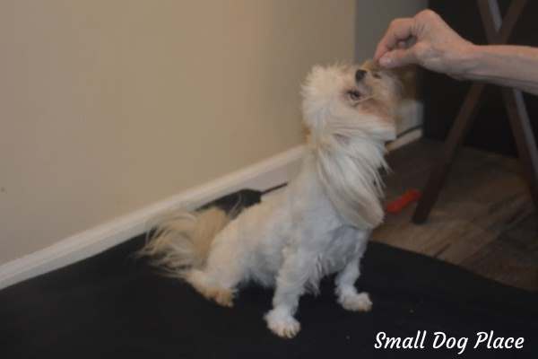 A small white dog is being offered a treat