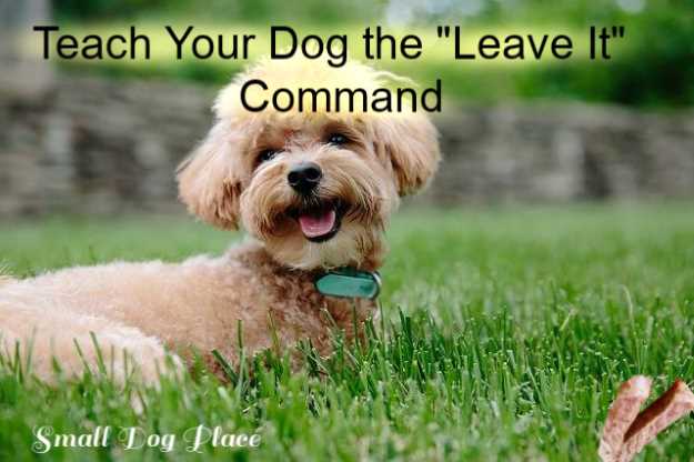 Teach Your Dog the "Leave It" command