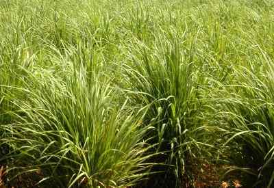 Lemongrass Oil Lemongrass Oil