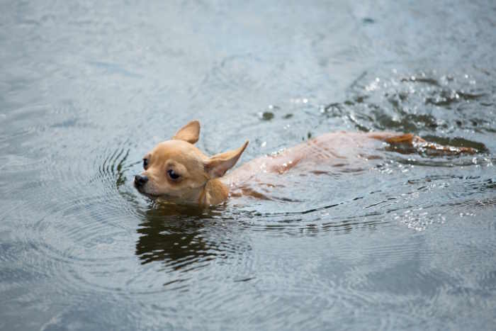 A small chihuahua swimming in a lake