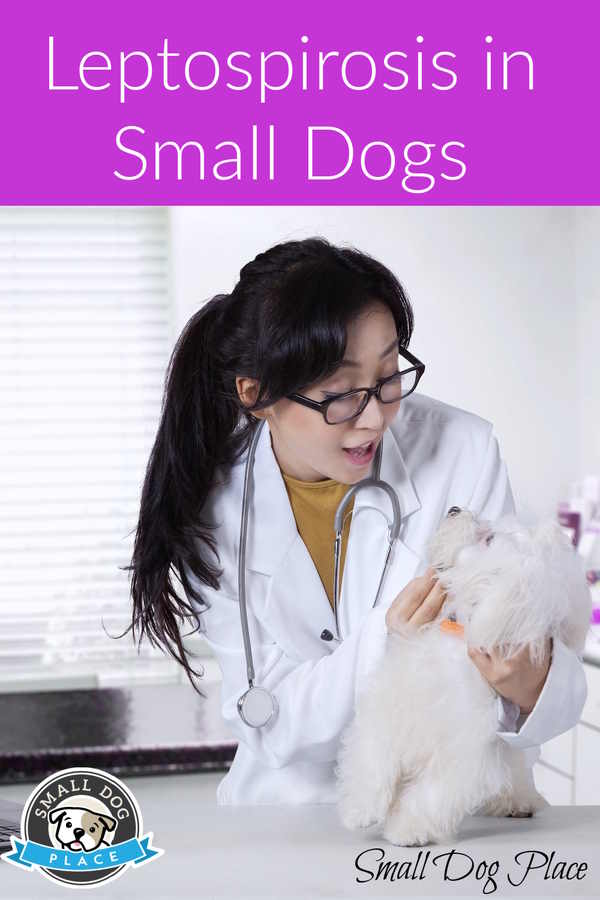 Leptospirosis in small dogs is being treated by a veterinarian, pin image