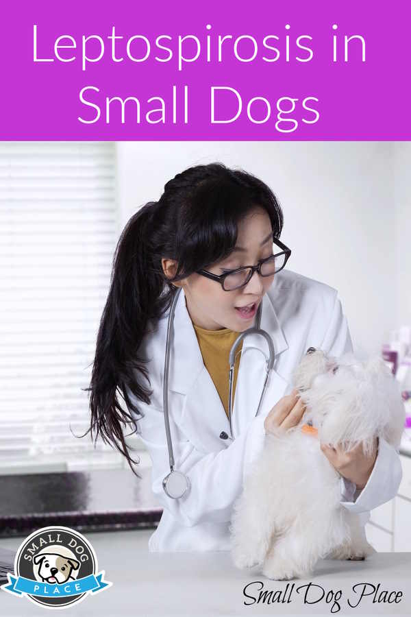 Leptospirosis in Small Dogs, Pin Image Leptospirosis in small dogs is being treated by a veterinarian, pin image