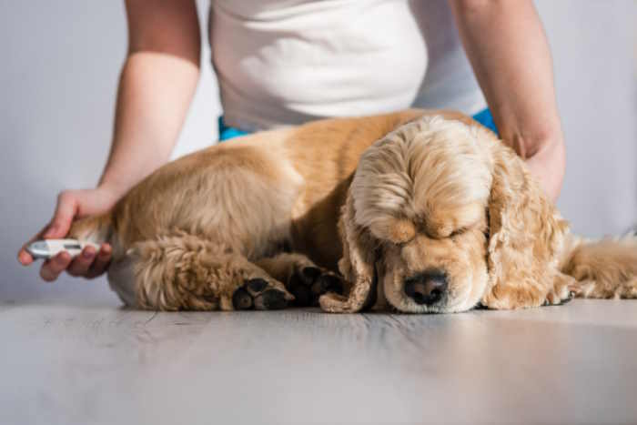 A small cocker spaniel dog is lying on a table having his temperature taken