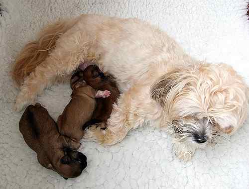 lhasa apso long hair dogs