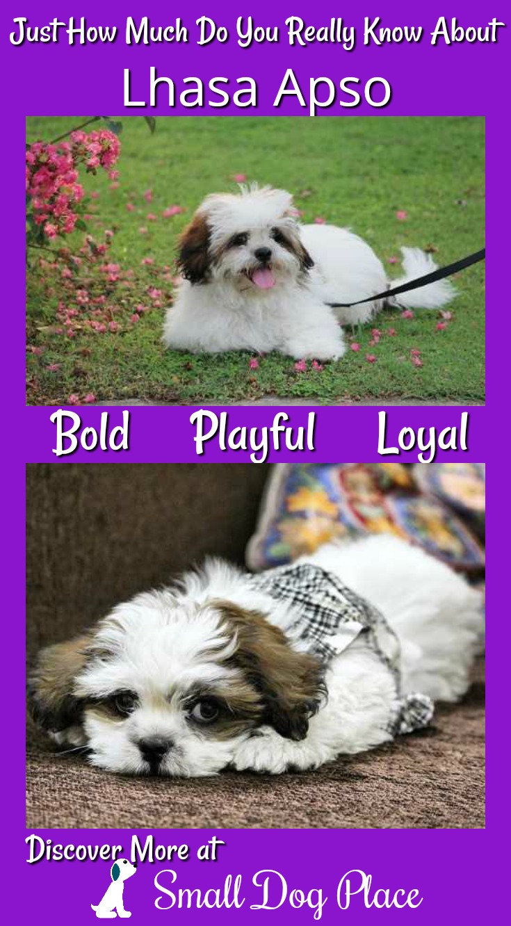 The Lhasa Apso Dog Breed Information