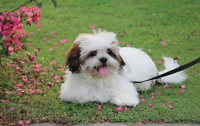 A Lhasa Apso is lying in the grass.