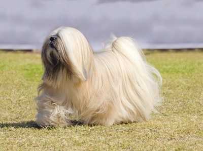 Lhasa Apso in a Full Show Coat