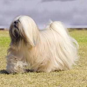 Lhasa Apso Dog Breed Profile