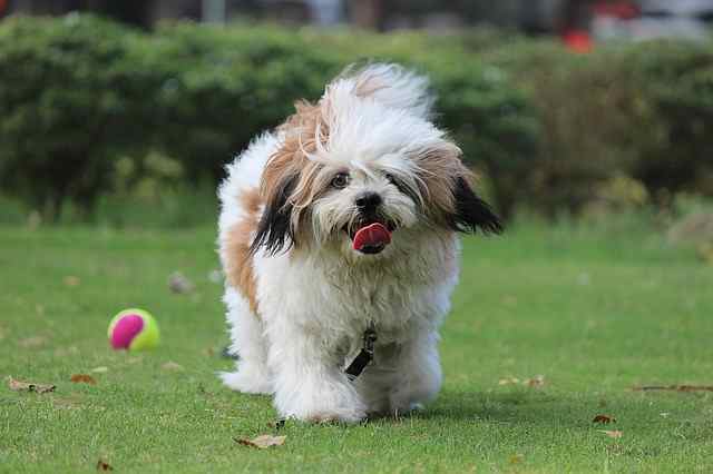 The Lhasa may look like the Shih Tzu, but is a distinctive breed living to be 15 years old.