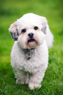 The Lhasa Apso: Big Sassy Diva Personality in a Small Body