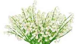 Lily of the Valley Lily of the Valley