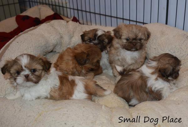 Litter of 5 six-week old Shih Tzu puppies