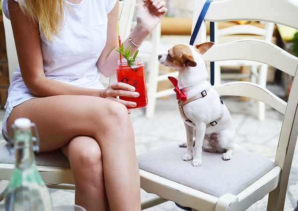 Many Small Breed Dogs Know How to Be Companions - They've been doing it for 1000s of years. Many Small Breed Dogs Know How to Be Companions - They've been doing it for 1000s of years.