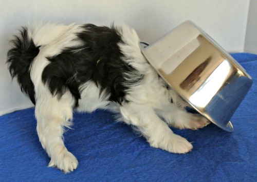 Little dogs eat less Little dogs eat less