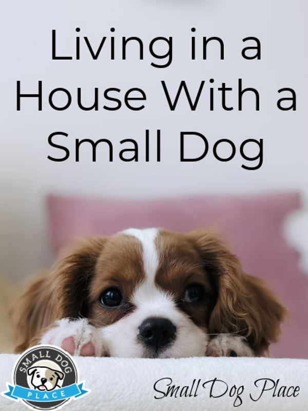 Living with a Small Dog Living with a Small Dog Pin Image