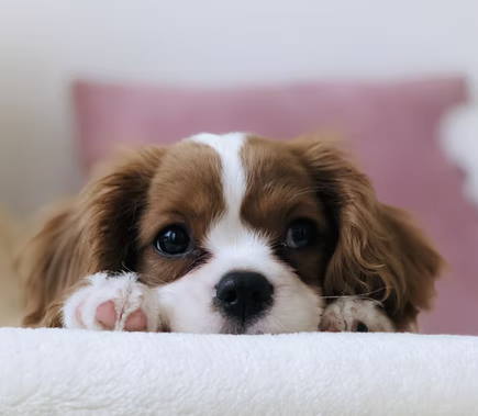 Living in a House with a Small Dog: Cavalier King Charles Spaniel resting on a blanket looking directly into the camera
