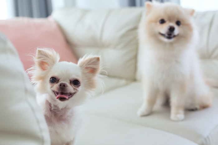 Two white small dogs sitting on a with sofa