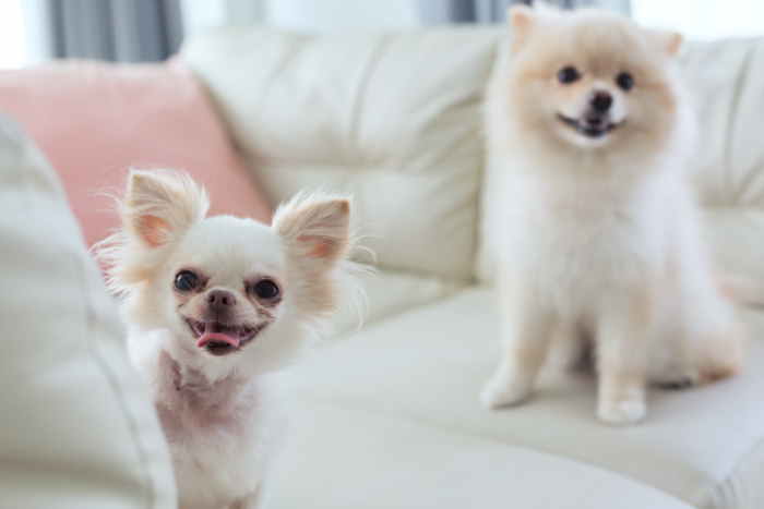 Safety Considerations with Living with a Small Dog Two white small dogs sitting on a with sofa