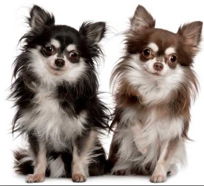 Long Haired Chihuahua  Your Dog