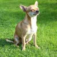 Longest-Lived Dog Breeds