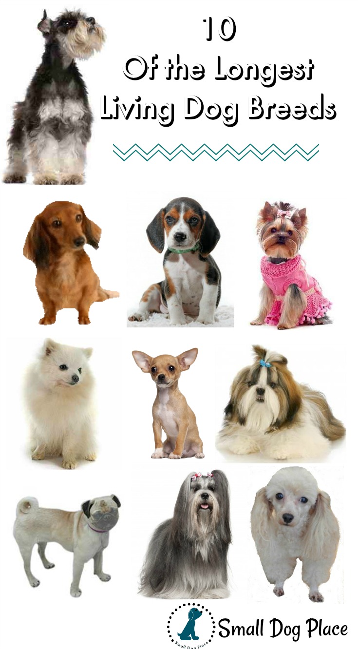 Longest Living Dog Breed Chart