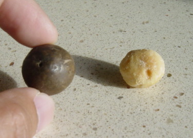 Macadamia nuts are poisonous to dogs