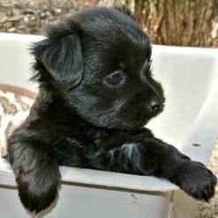 A Maltese and Shih Tzu Puppy is sitting in a plastic tub