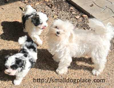Two Mal Shi Puppies with their mother.