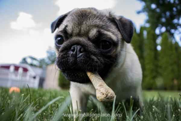 Malnourished Pug