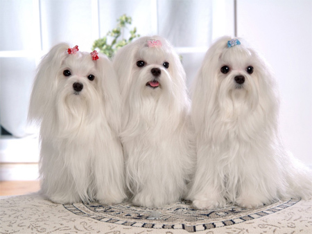 There Maltese Dogs