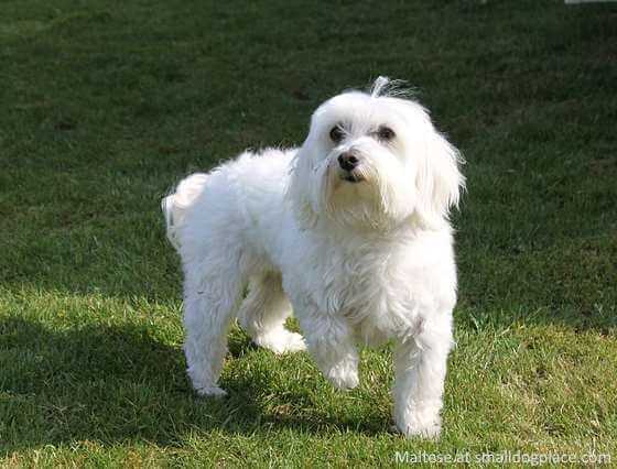 A small Maltese Dog standing in the grass