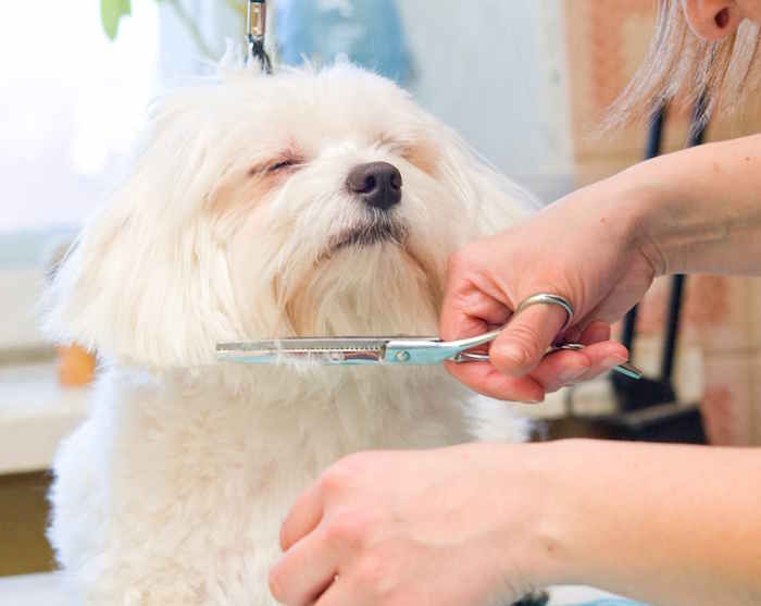 A Maltese dog is being groomed  by a professional groomer